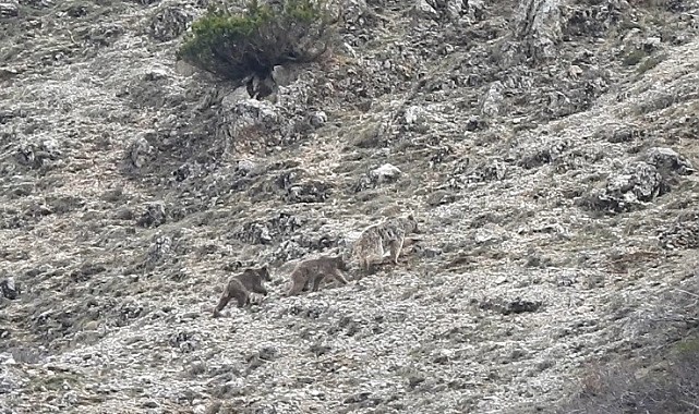 Kış uykusu öncesi doğada yavrularıyla gezinen ayı görüntülendi