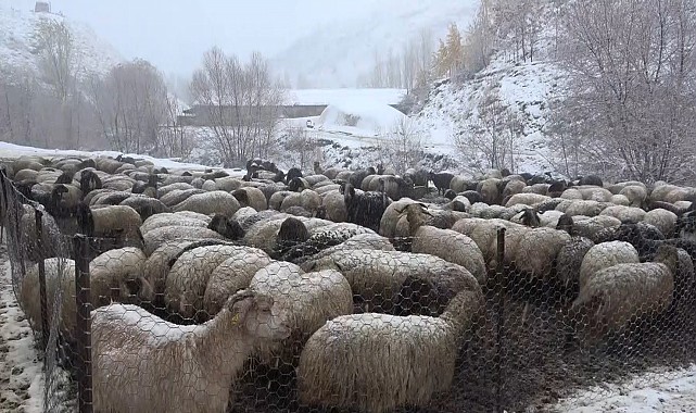 Muş'ta kar yağışı etkili oldu