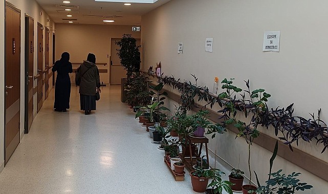 Onkoloji hastalarının motivasyonunu artırmak için koridora botanik bahçe oluşturuldu