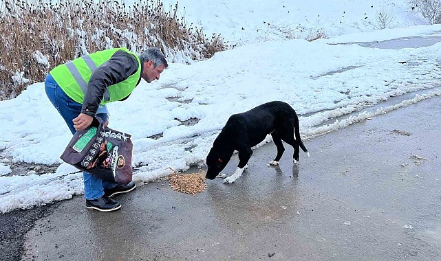 Sokak hayvanları için besleme çalışması yapıldı