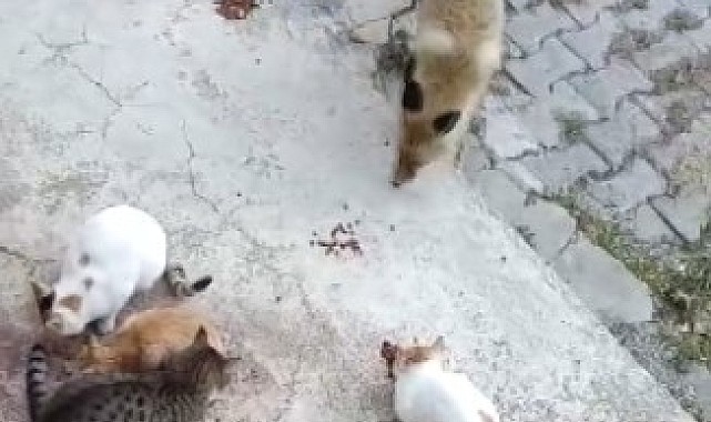 Tunceli'de bir tilki, kedilerin mamalarına ortak oluyor
