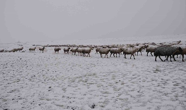Yaylalardan indirilmeye başlanan koyun sürüsü kar, tipiye yakalandı