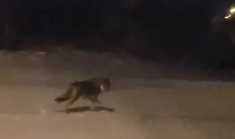 Aç kalan kurtlar şehre indi