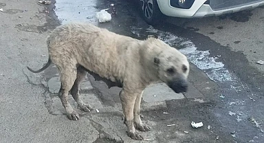 Ardahan sokaklarında “Uyuz Köpek” paniği!