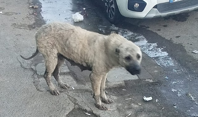 Ardahan sokaklarında “Uyuz Köpek” paniği!