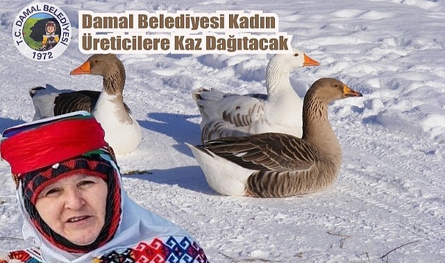Damal kendi yağında kavruluyor! Belediye kadın çiftçilere kurayla kaz dağıtacak