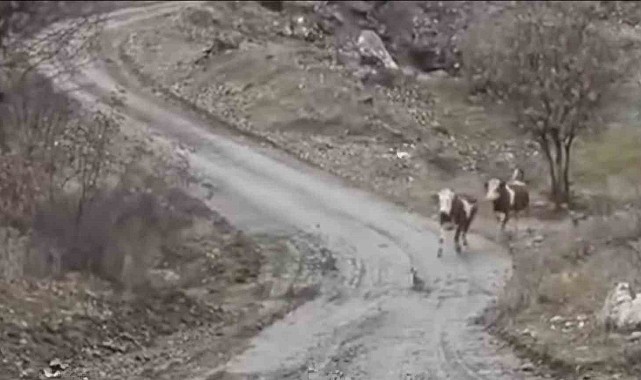 Elazığlı besicinin inekleri ile olan dostluğu gülümsetti:
