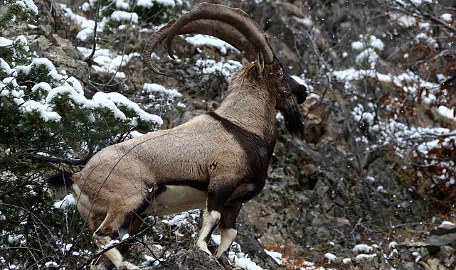 Erzincan'ın yüksek kesimlerinde yaban keçileri görüntülendi