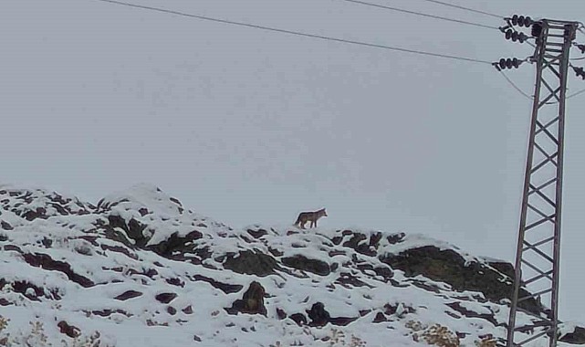 Hakkari'de gündüz vakti kurt görüntülendi