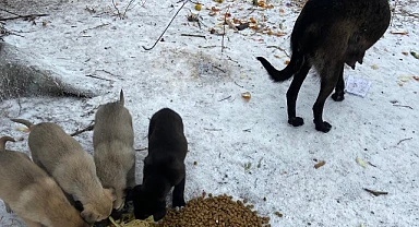 Hayvanseverler, donmak üzere buldukları köpek yavrularına 'Bebek Gibi' bakıyor