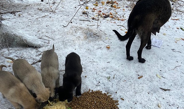 Hayvanseverler, donmak üzere buldukları köpek yavrularına 'Bebek Gibi' bakıyor