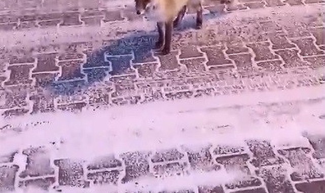 Kars'ta tilki ile vatandaşın gülümseten anları