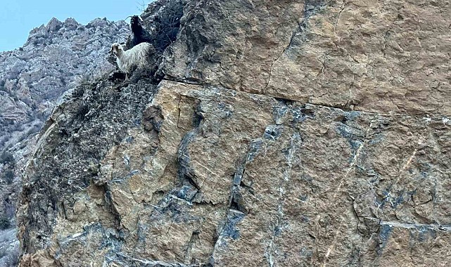 Kayalıklarda mahsur kalan 4 keçiyi itfaiye kurtardı