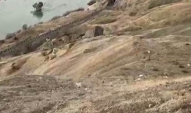 Koruma altındaki dağ keçileri Palu'nun eşsiz manzarasına dahil oldu