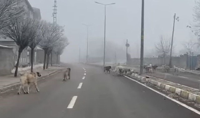 Patnos'ta başıboş köpekler tehlike saçıyor
