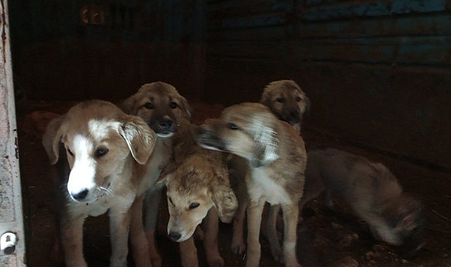 Posof’un köpeklerine Göle sahip çıktı