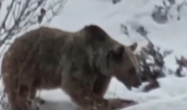 Tunceli'de ayı kış uykusu öncesi karnını doyururken görüntülendi