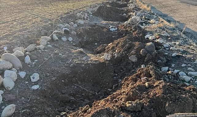 Tunceli'de yol kenarında dikili fidanlar çalındı, belediye başkanı tepki gösterdi