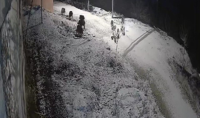 Yiyecek arayan domuz sürüsü kameraya yansıdı