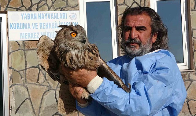 2024 yılında 500 yaban hayvanı tedavi edildi