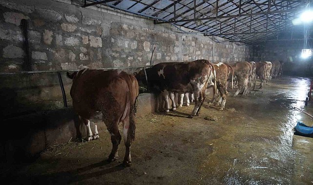 80 bin buzağıdan 5 milyar TL gelir bekleniyor