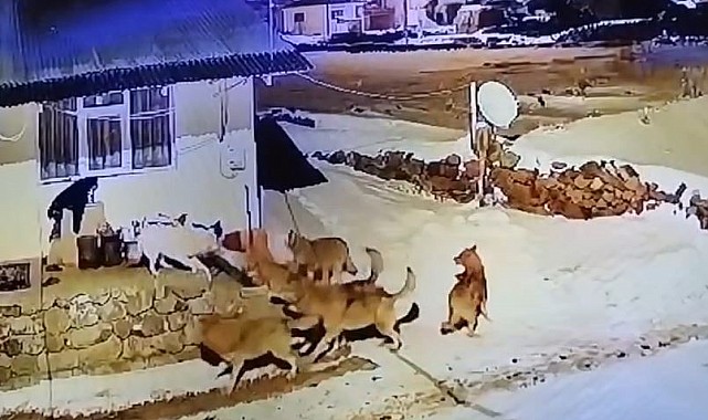 Çoban köpeğinin, kurt sürüsüyle mücadelesi