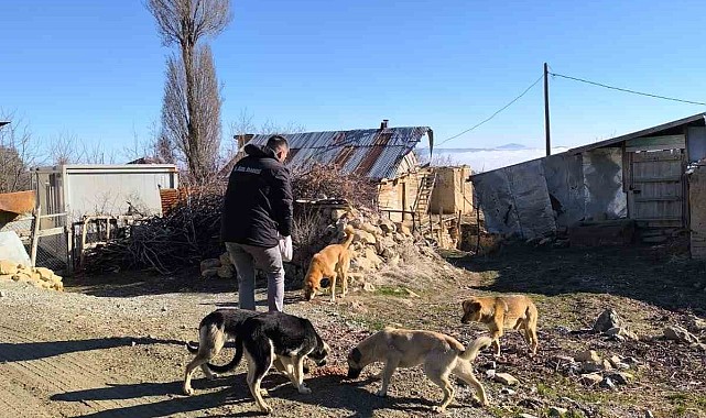 Elazığ Özel İdare ekipleri, sokak hayvanlarını unutmadı