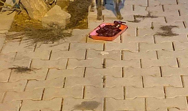 Elazığ'da aç kalan tilkiyi ciğerle beslediler