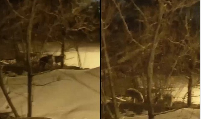 Hakkari'de kurt sürüsü görüntülendi