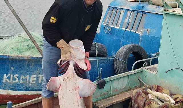 Havyarı 2 milyon liraya satılıyor: Tunceli'de 42 kiloluk Sibirya Mersin balığı ağlara takıldı