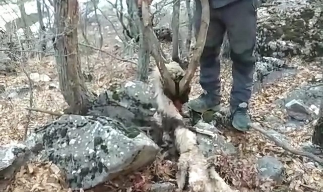 Koruma altındaki keçinin öldürülmesine vatandaş tepki gösterdi