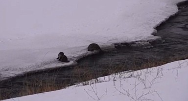 Nesli tükenme tehlikesindeki su samuru Ardahan'da görüldü