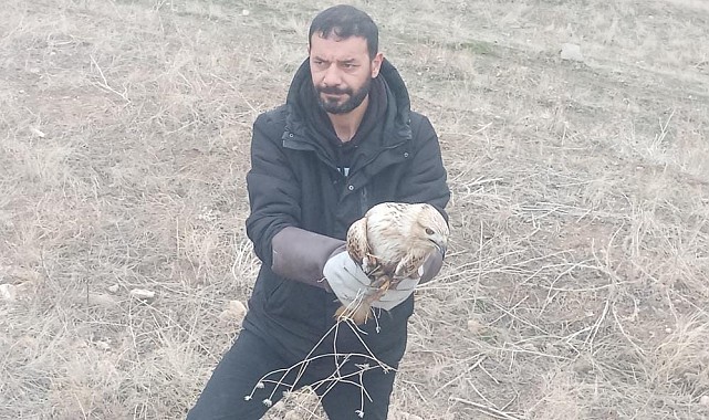 Yaralı kartal tedavi altına alındı