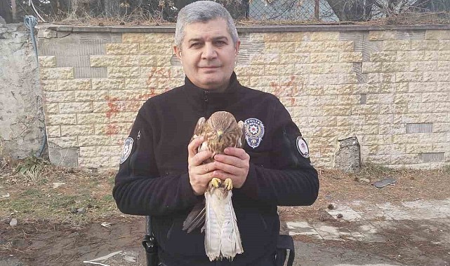 Yaralı şahin yavrusu bulundu