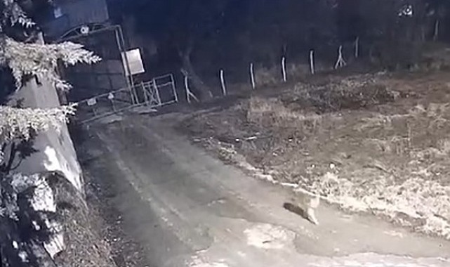 Yerleşim yerine inen kurtlar güvenlik kamerasına yansıdı
