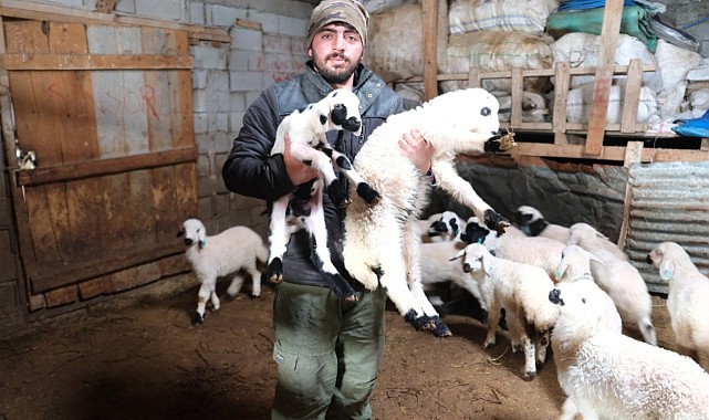 Erzincanlı besiciler gece gündüz kuzu nöbetinde