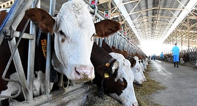 Göle'de şap hastalığı karantinası sonlandırıldı