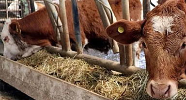 Hayvancılıkta devrim niteliğinde destek: 2 yıl ödemesiz kredi imkanı