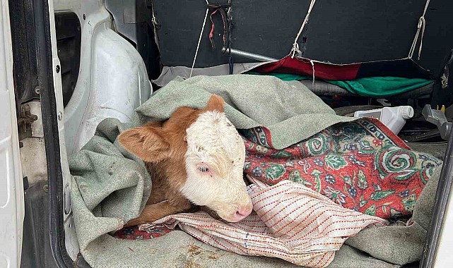 Kars'ta hasta buzağısını aracıyla veterinere getirdi