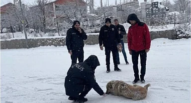Polisler devletin şefkat elini 'sokak hayvanlarına' uzattı