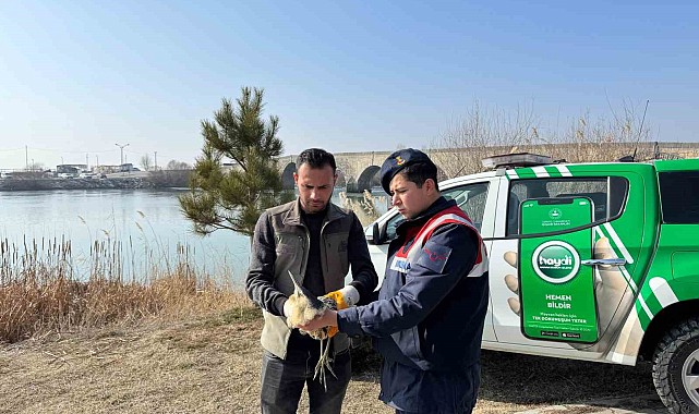 Yaralı halde bulunan bayağı balaban kuşu koruma altına alındı