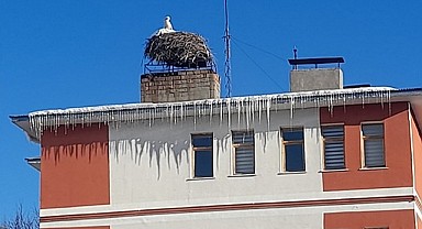 Baharın müjdecisi leylekler yuvalarına döndü