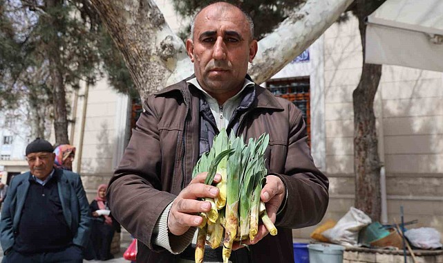 Doğal antibiyotik 'çiriş otu' tezgahlarda yerini aldı