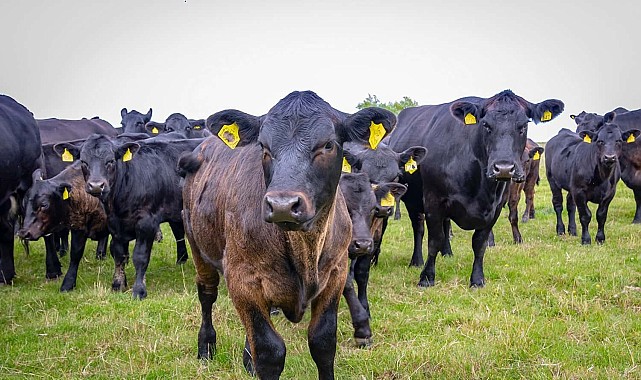 Erzincan'da Kırsalda Bereket, Hayvancılığa Destek Projesi'ne 2 bin 71 başvuru yapıldı