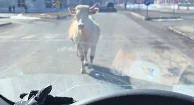 Firari inek trafiği karıştırdı, sosyal medyada gündem oldu