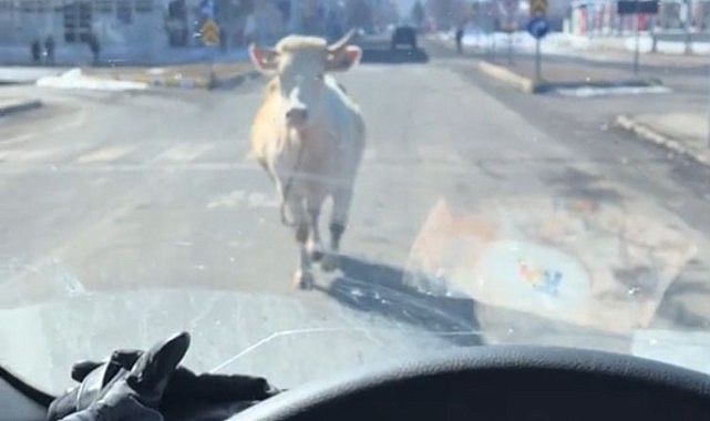 Firari inek trafiği karıştırdı, sosyal medyada gündem oldu