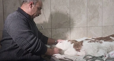 Hastalanan buzağı için gözyaşı döktü