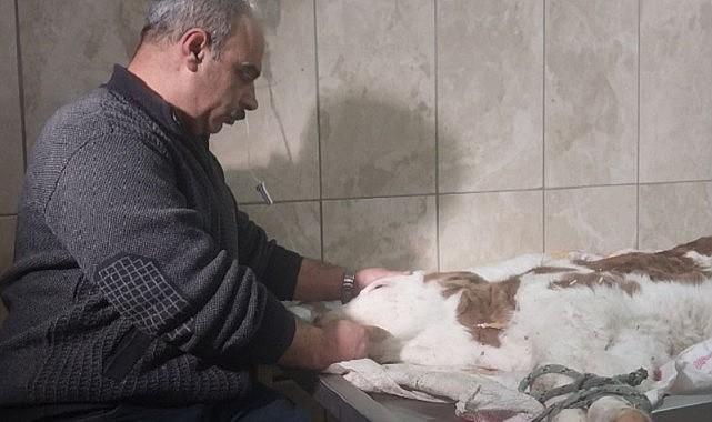Hastalanan buzağı için gözyaşı döktü