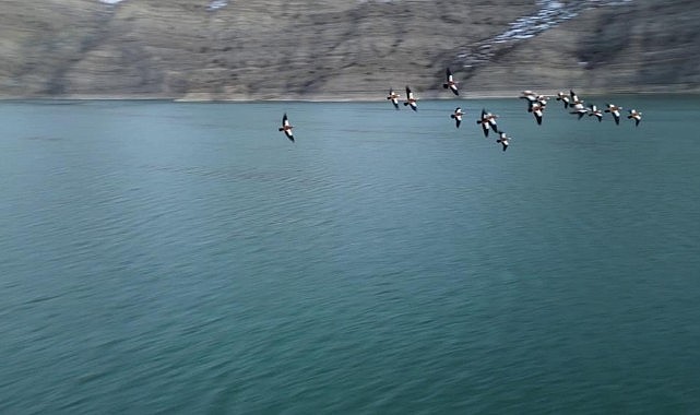 Angıt kuşları, Tortum Gölünü mesken tuttu