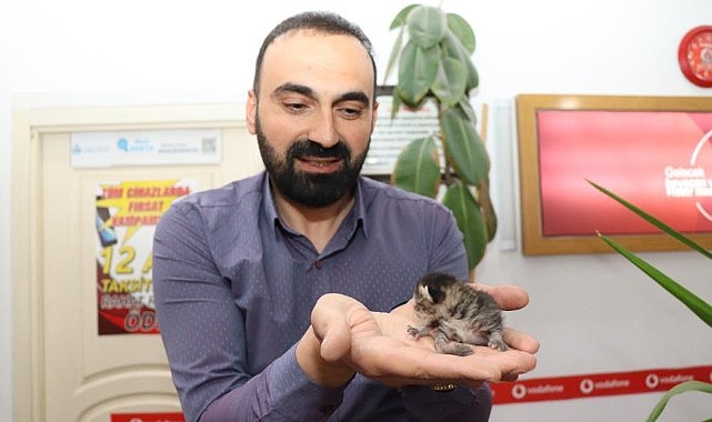 Anne kedi yavrusunu çekmecede doğurdu